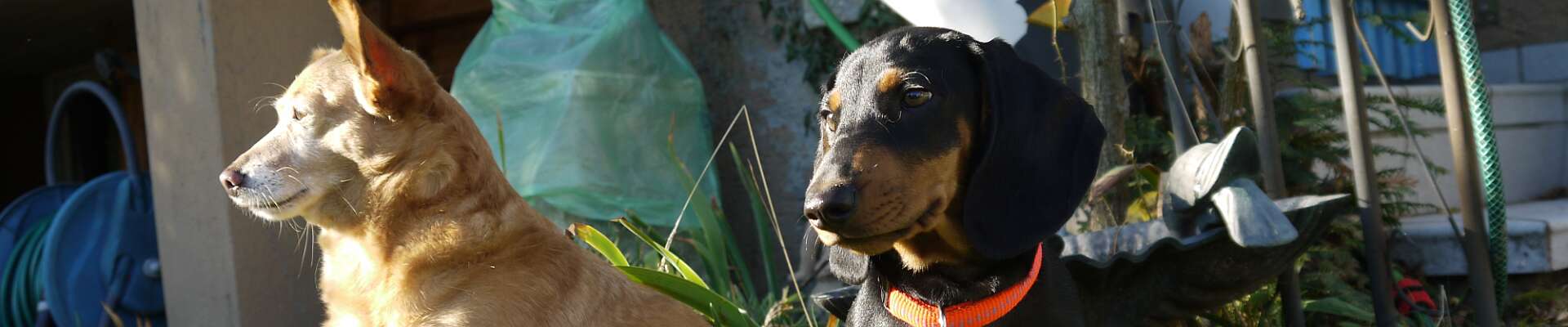 Klicken um die Schaltflächen zu zeigen oder zu verbergen