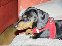 126: Paul 05-11-15 0005