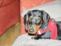 127: Paul 05-11-15 0006