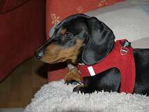 85: Paul 05-11-15 0007