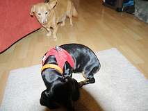 129: Paul 05-11-15 0014