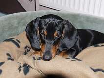 86: Paul 05-11-15 0031