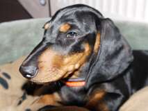 25: Paul 05-11-15 0034