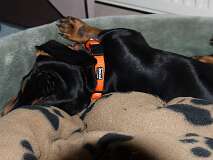 111: Paul 05-11-15 0039