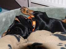 109: Paul 05-11-15 0040