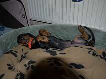 80: Paul 05-11-15 0047