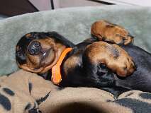 31: Paul 05-11-15 0048