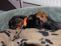 95: Paul 05-11-15 0051