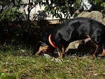 87: Paul 05-11-15 0071