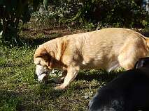 106: Paul 05-11-15 0085