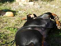 39: Paul 05-11-15 0093