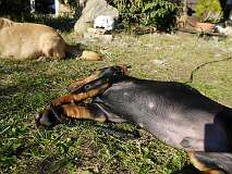 116: Paul 05-11-15 0110