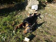 84: Paul 05-11-15 0128